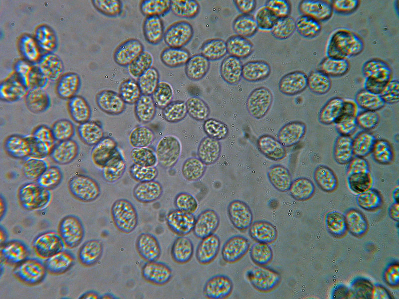 Cos''� questa bellezza?